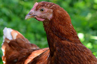 Hen