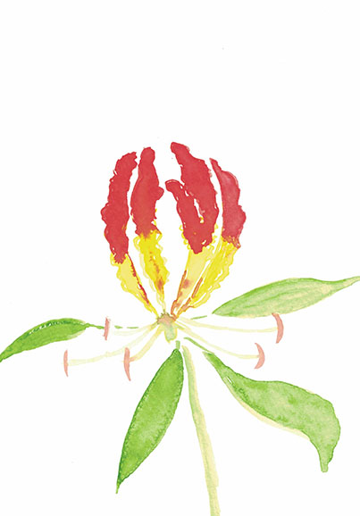 Flame.Lily.2.small